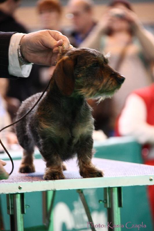 Crufts2011_2 1221.jpg